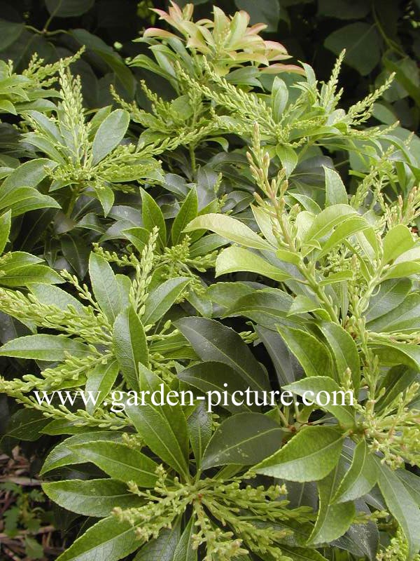 Pieris japonica 'Splendens'