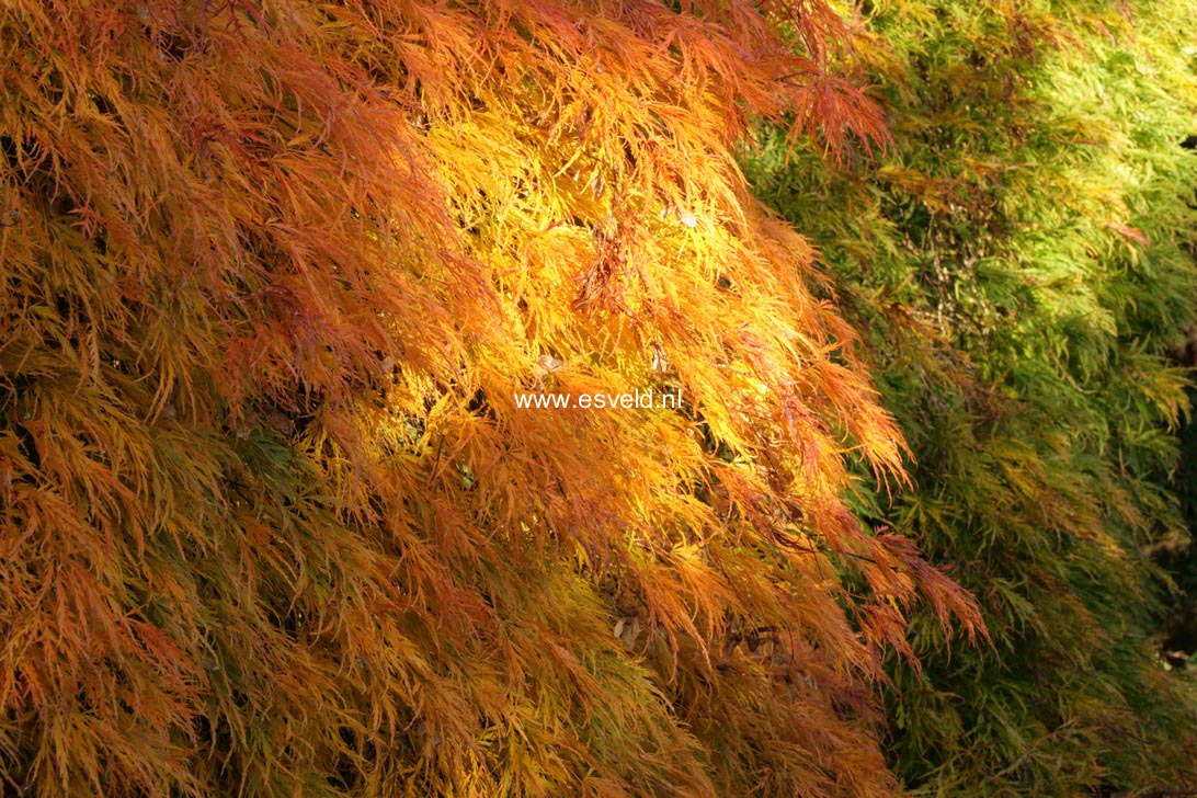 Acer palmatum 'Dissectum'