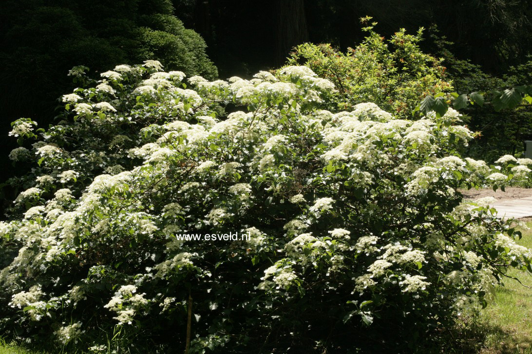 Hydrangea anomala petiolaris