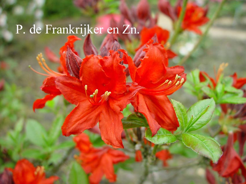 Azalea 'Fireball'