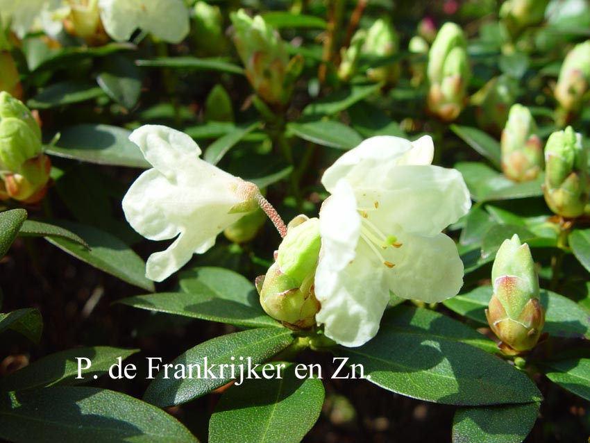 Rhododendron 'Towhead'