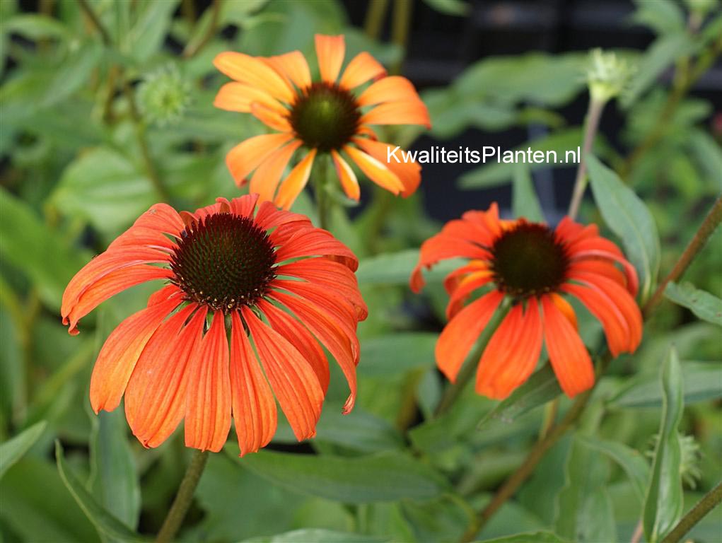 Echinacea purpurea 'Tangerine Dream'