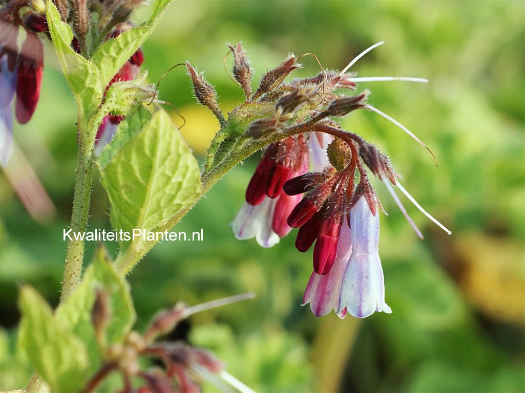 Symphytum grandiflorum 'Miraculum'
