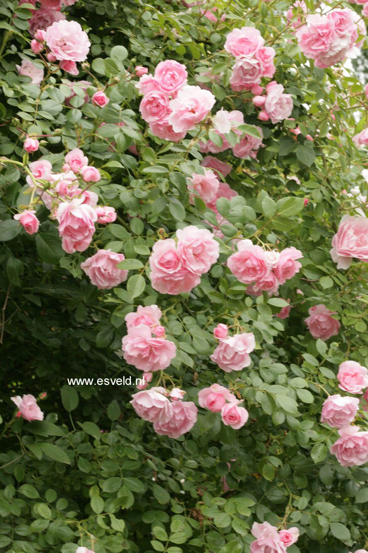 Rosa 'Climbing Canibo' (CLIMBING BONICA)