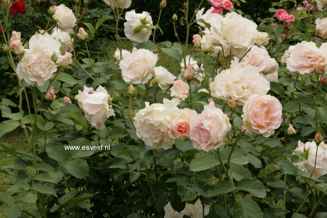 Rosa 'Rokoko'