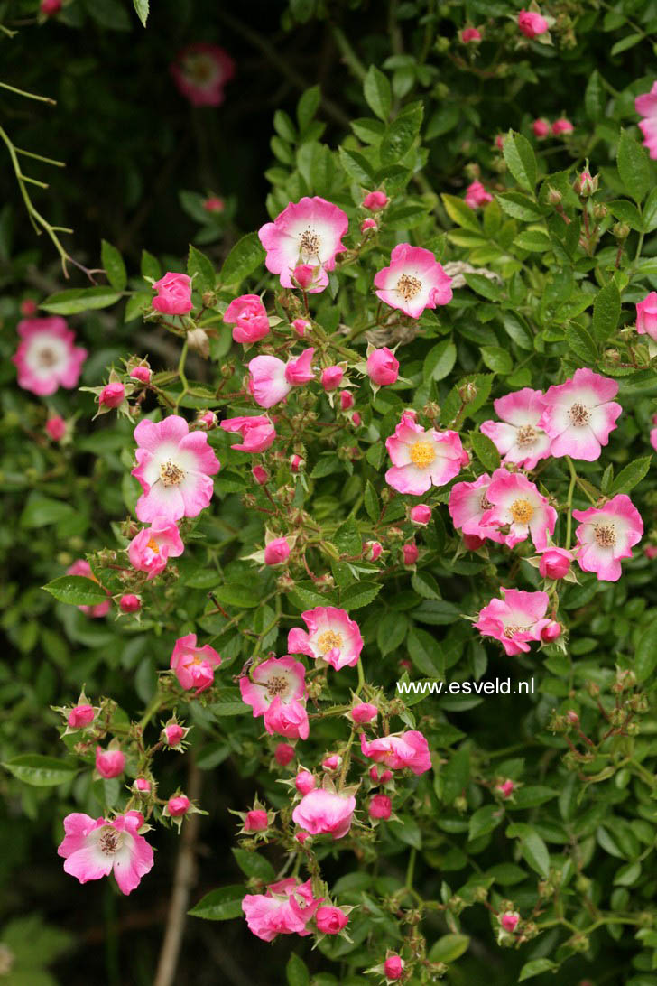 Rosa 'Lenray' (PINK SPRAY) (60500)