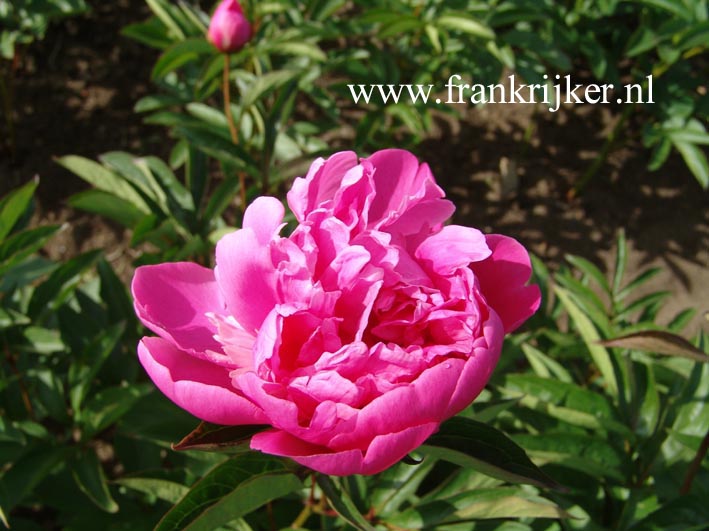 Paeonia 'Germaine Bigot' (60627)