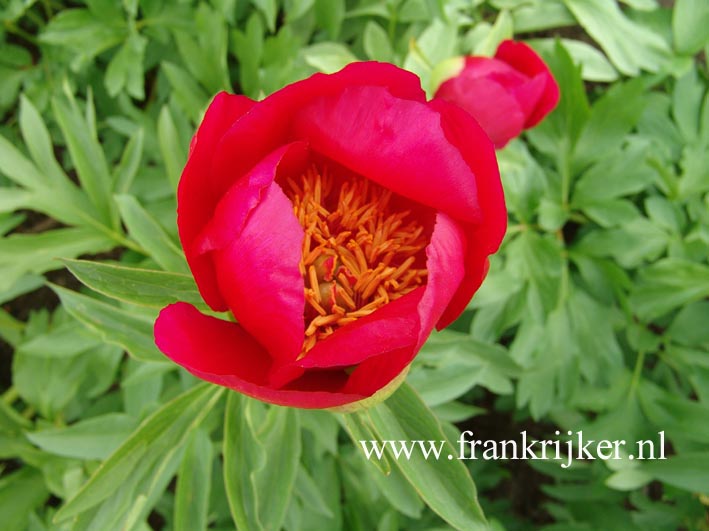 Paeonia officinalis 'J.C. Weguelin'