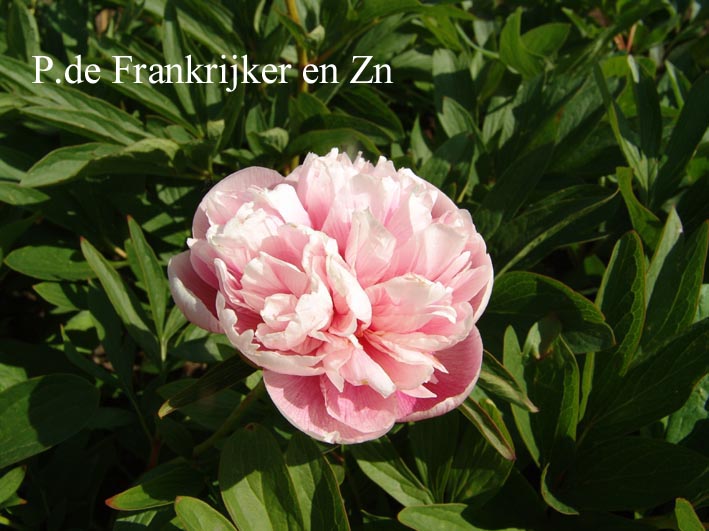 Paeonia officinalis 'Rosea Superba Plena'
