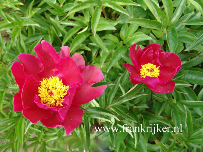 Paeonia 'Wilbur Wright' (60704)