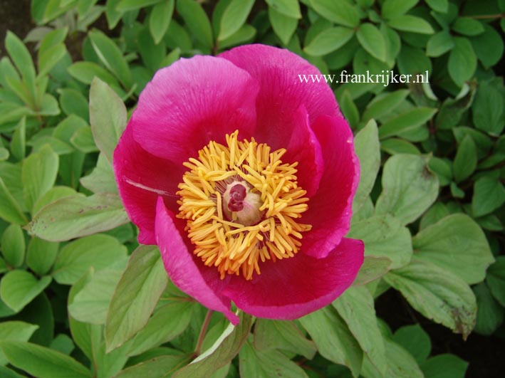 Paeonia mascula 'Northern Glory' (60778)