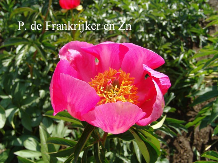 Paeonia peregrina 'Fire King'