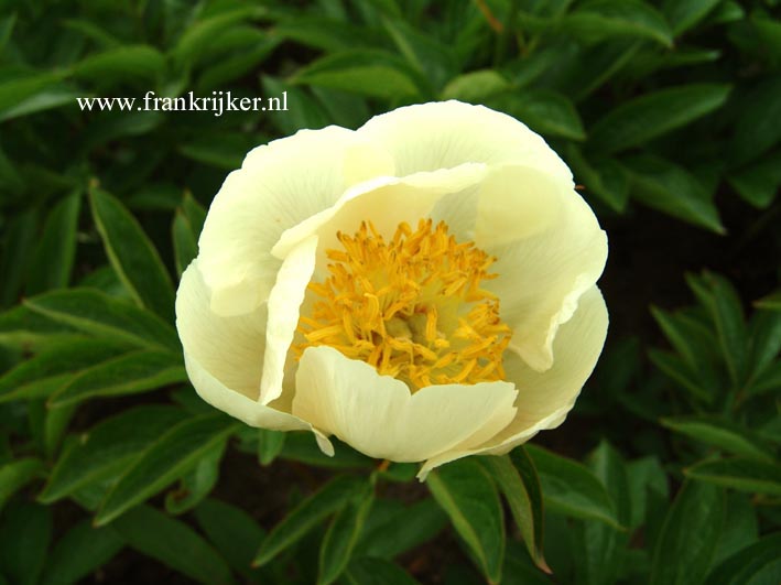 Paeonia 'Starlight'