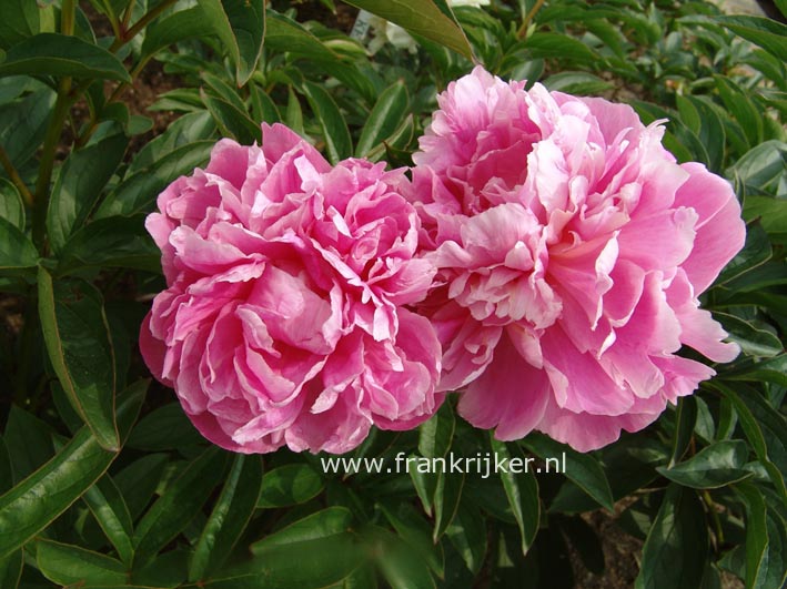 Paeonia 'Jacorma'