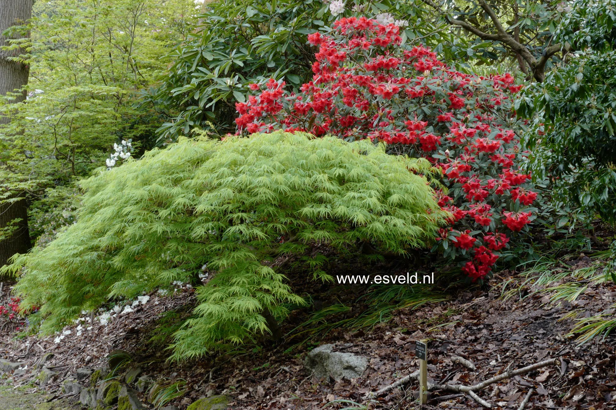 Acer palmatum 'Dissectum'