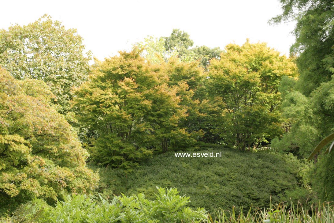 Acer palmatum 'Sango-kaku'