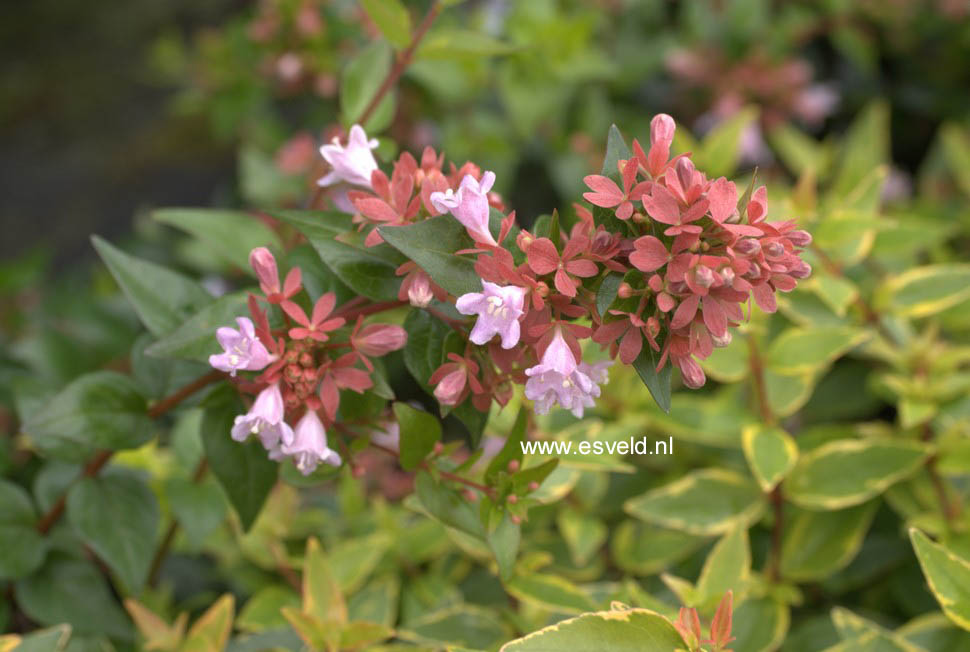 Abelia 'Raspberry Profusion'
