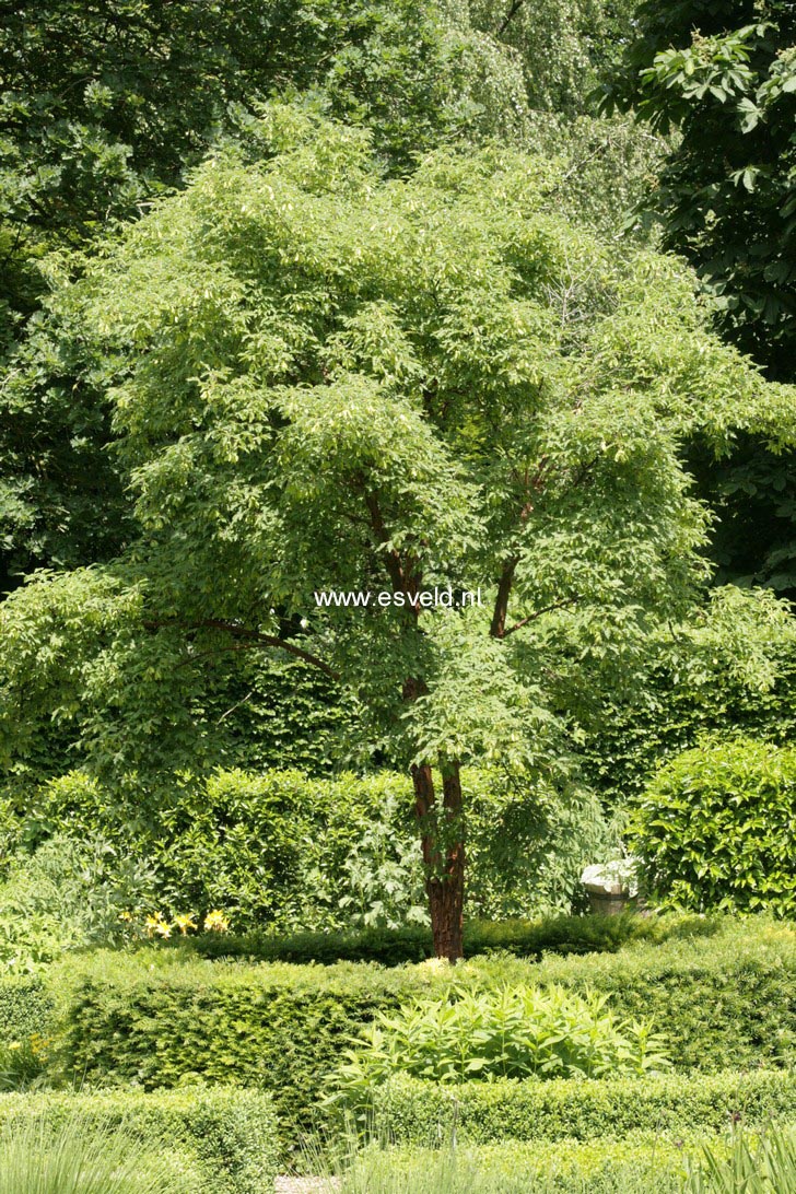 Acer griseum
