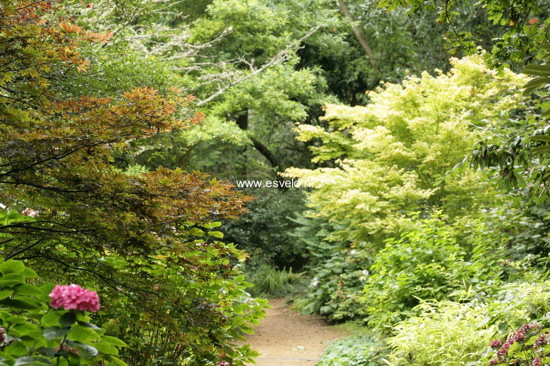Acer palmatum 'Sango-kaku'