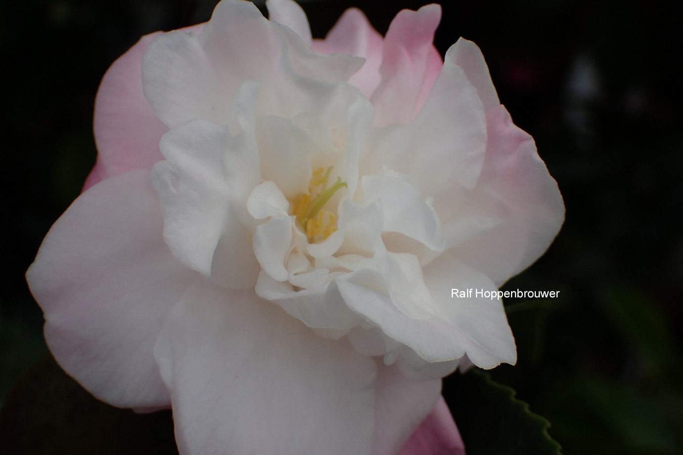 Camellia 'Sweet Jane'