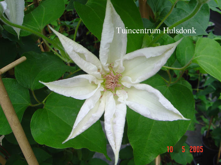 Clematis 'Valge Daam' (62290)