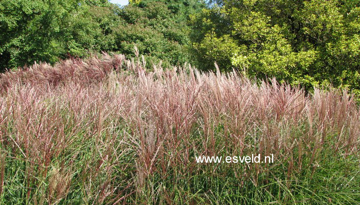 Miscanthus sinensis 'Gnome'
