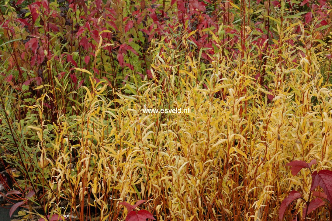 Salix babylonica 'Arany Spiral'