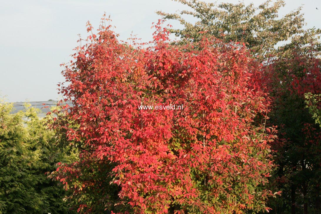 Acer griseum