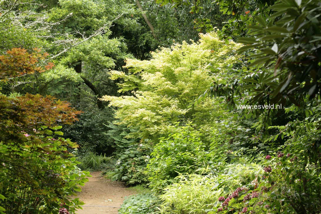 Acer palmatum 'Sango-kaku'