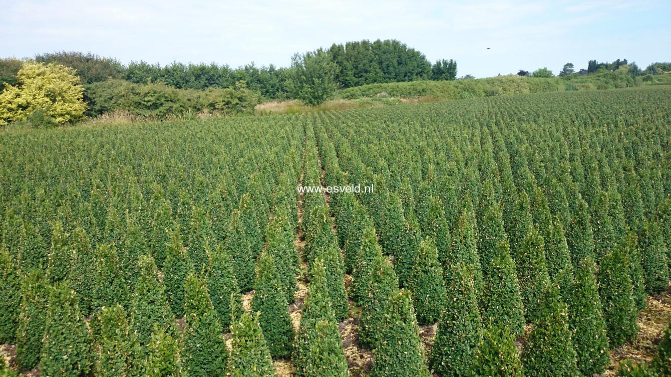 Buxus sempervirens