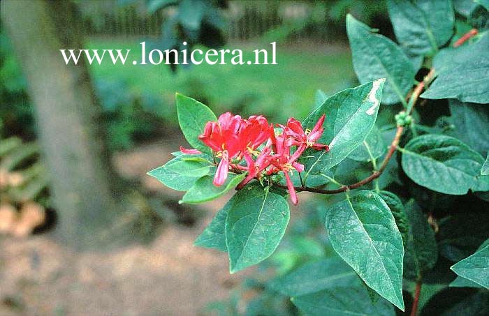 Lonicera tatarica