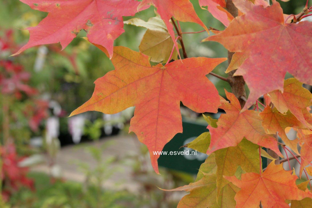 Acer 'Warrenred' (PACIFIC SUNSET)