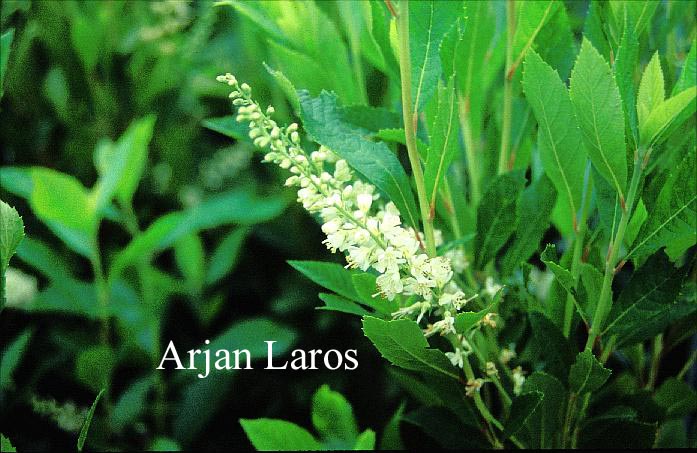Clethra fargesii (63784)