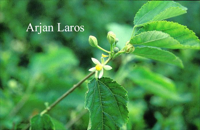 Grewia biloba