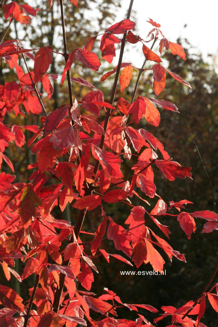 Acer griseum
