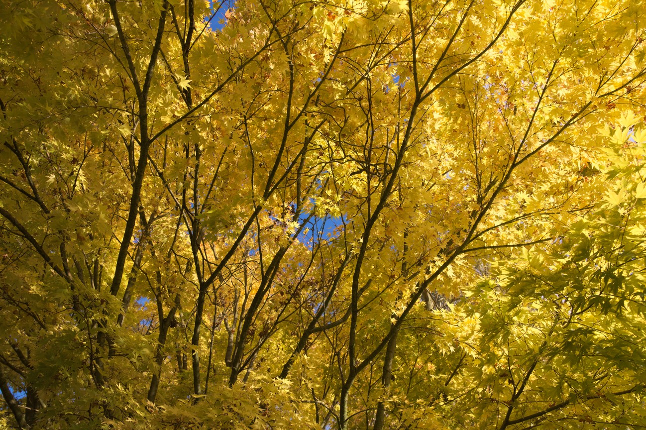 Acer palmatum 'Sango-kaku'
