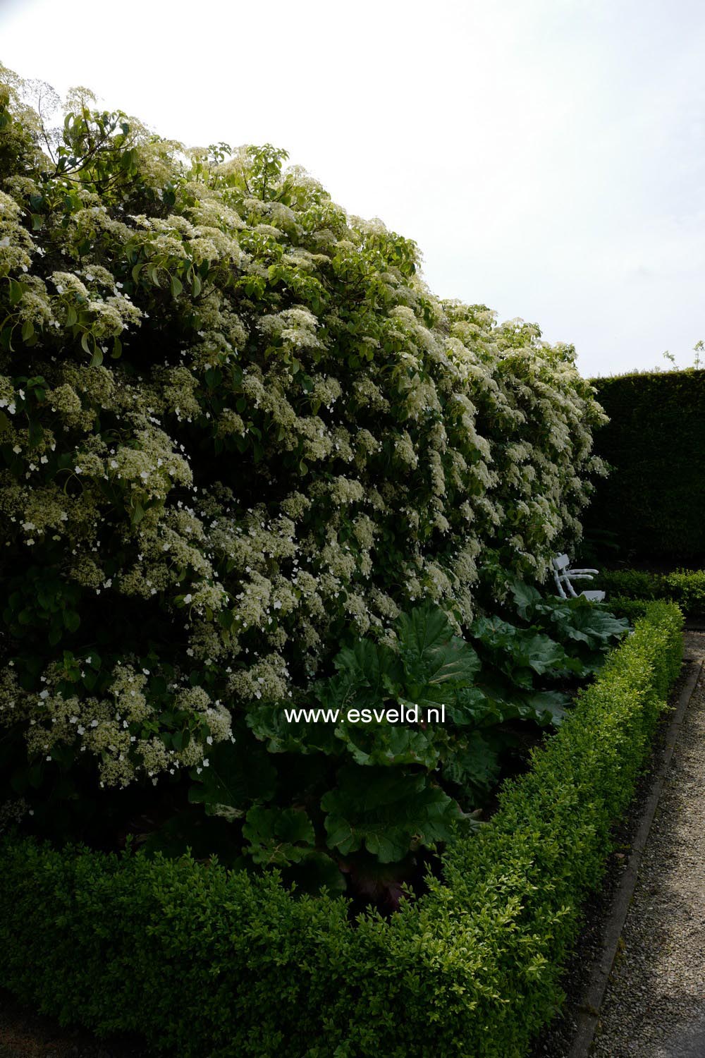 Hydrangea anomala petiolaris
