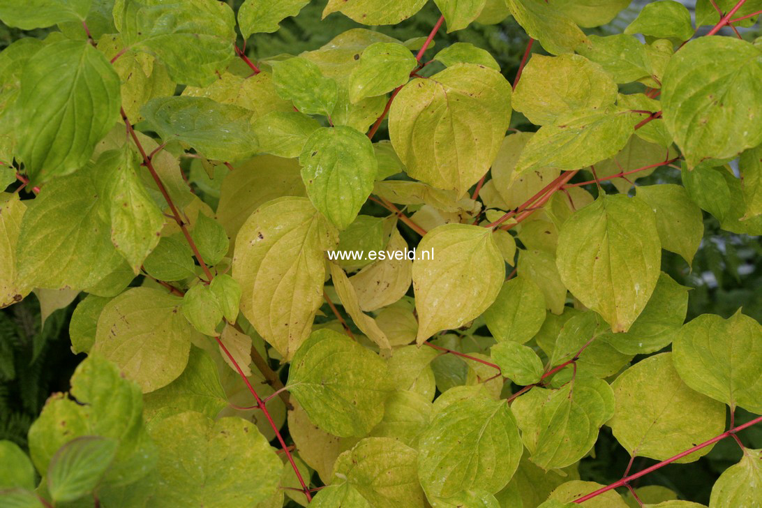 Cornus sanguinea 'Magic Flame'