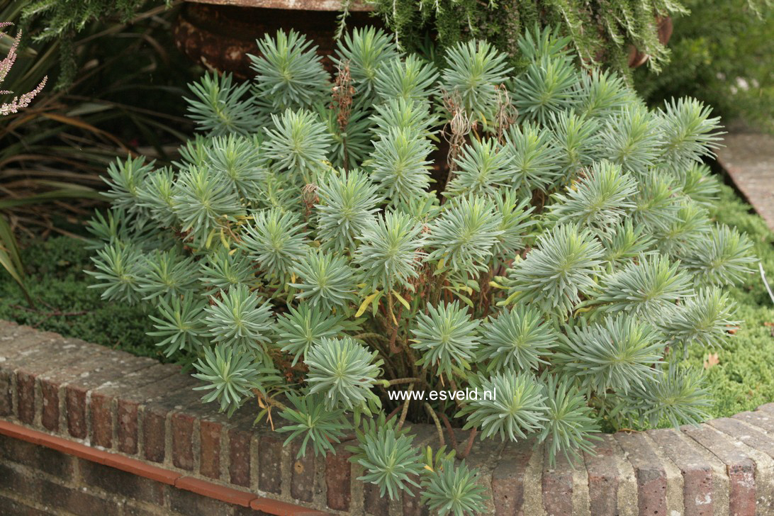 Euphorbia characias 'Humpty Dumpty'