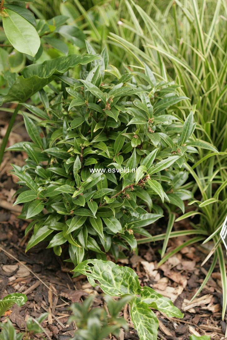 Sarcococca humilis 'Winter Gem' (64757)