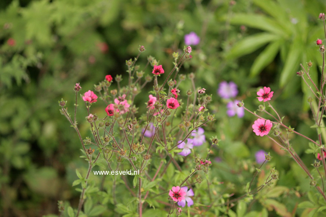 Potentilla nepalensis 'Ron McBeath'