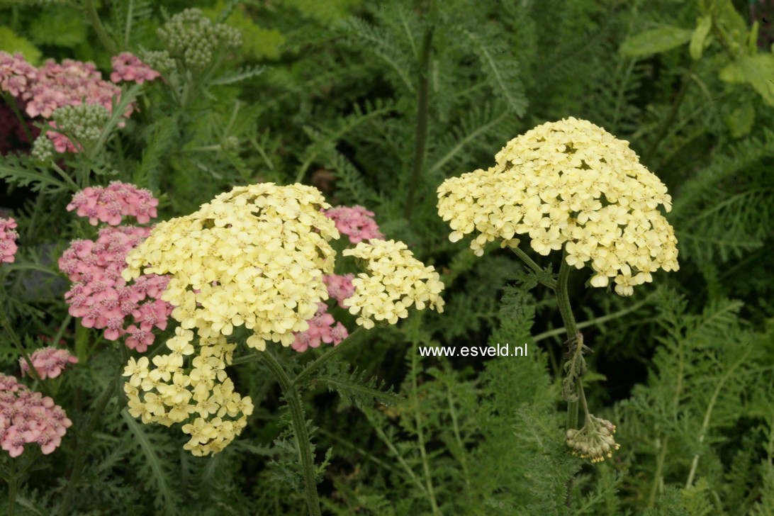 Achillea 'Hella Glashoff' (64812)