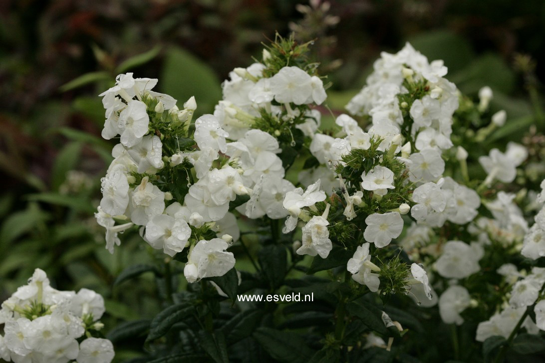 Phlox 'Danielle' (Paniculata Group)