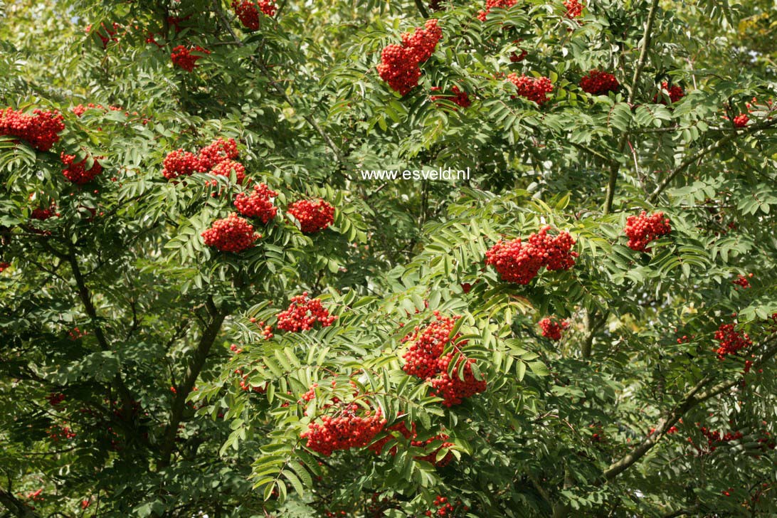Picture and description of Sorbus pohuashanensis