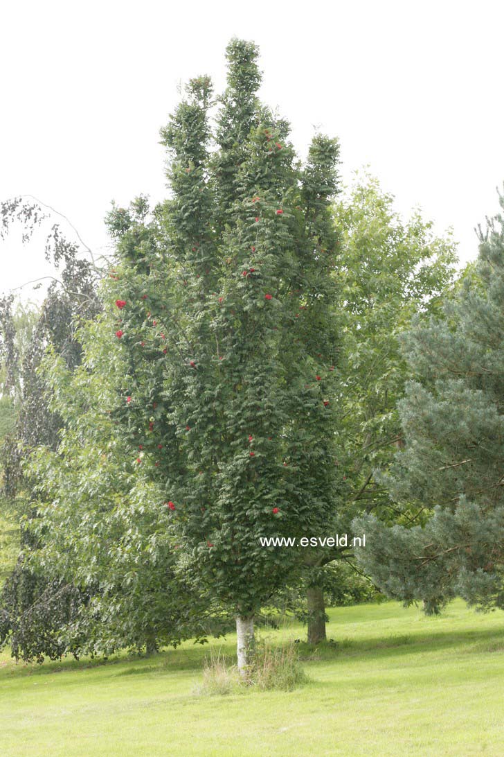 Picture and description of Sorbus aucuparia 'Fastigiata'