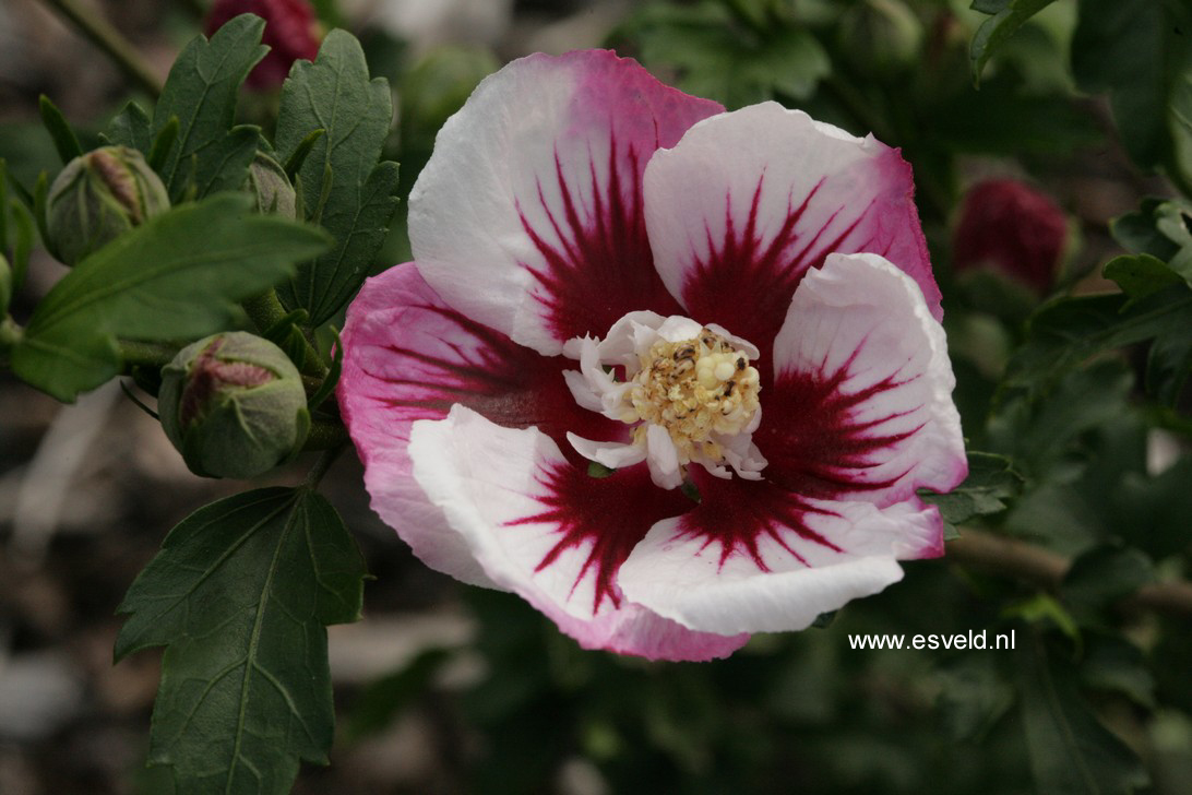 Hibiscus syriacus 'Minspot' (PINKY SPOT)