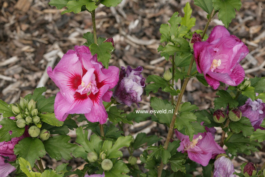 Hibiscus syriacus 'Mineru' (ERUPTION)