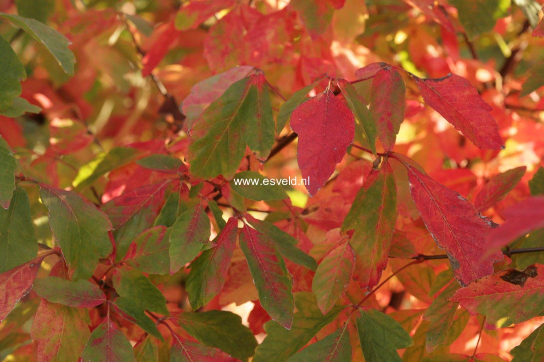 Acer griseum