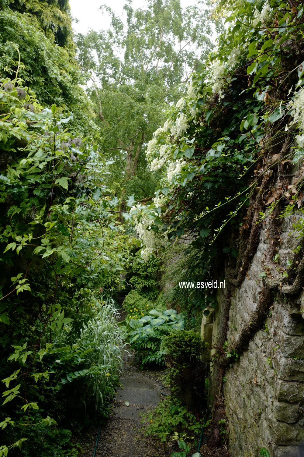 Hydrangea anomala petiolaris