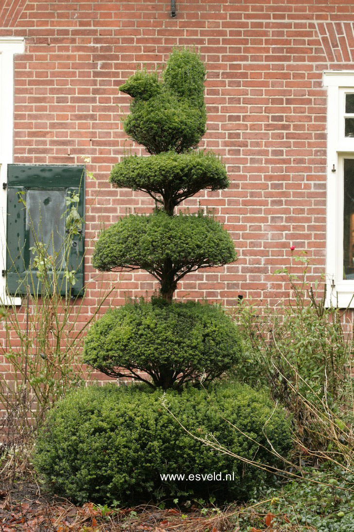 Taxus baccata